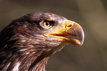 weißkopfseeadler 4