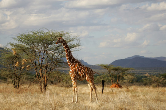 Reticulated Giraffe in Samburu National Refuge