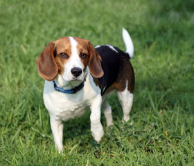 Cute Beagle