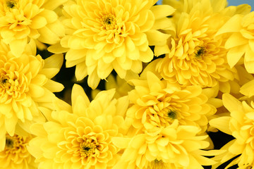 yellow chrysanthemum
