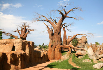 Baobab trees in bioparc in Valencia