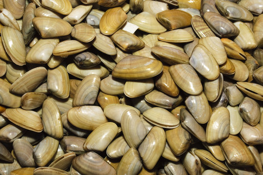 coquinas