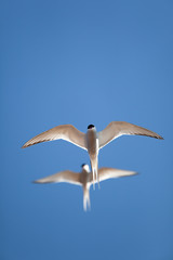 Tern in flight