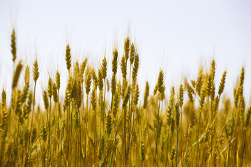 field of a golden wheat before harvesting