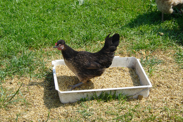 hen