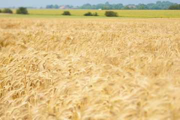 Goldene Roggenähren