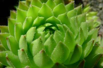 houseleek