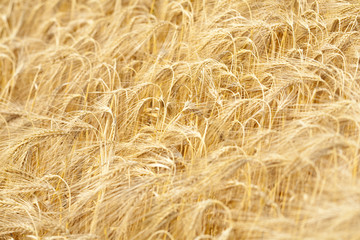 Goldene Roggenähren