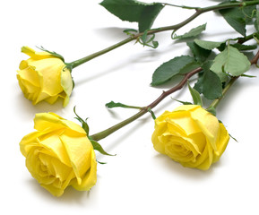 Yellow roses with green leaves