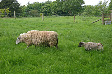 sheep and lamb