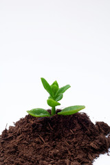 Gardening - New life concept