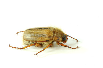 Käfer 5