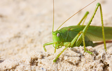 Locust