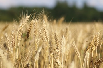 corn ears in summer field