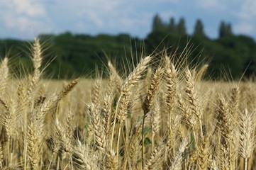 corn summer field