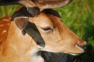 Dammwild Hirsch