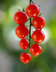 Pomodori ciliegino