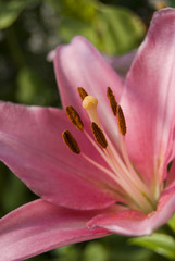 pink Lily