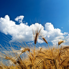 Getreide vor blauem Himmel