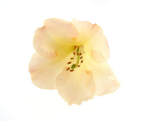 Fototapeta na wymiar rhododendron isolated