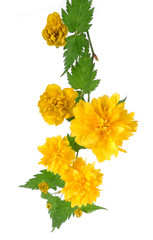 kerria japonica isolated