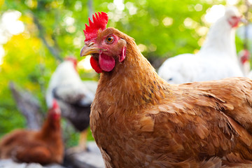 Chicken hen at free range farm