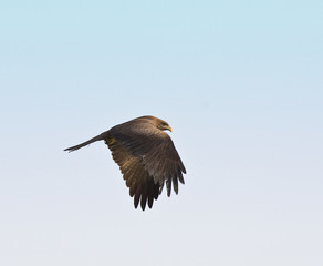 Black Kite