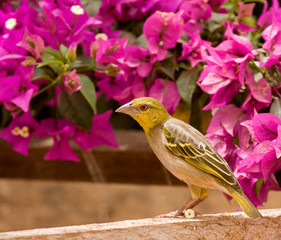 Village Weaver with flower