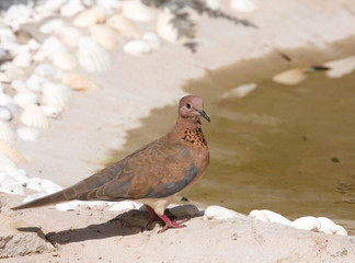 Laughing Dove in The Gambia