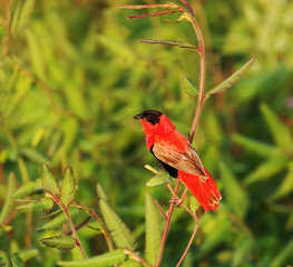 Northern Red Bishop at Pirang