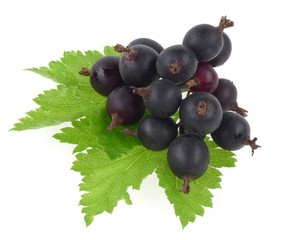 black currant