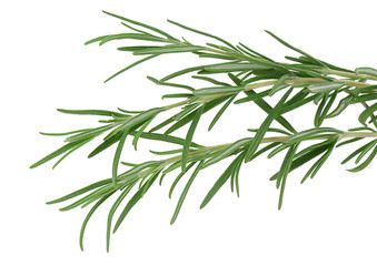 rosemary detail
