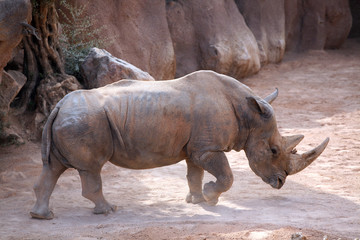 Rhino in bioparc, Valencia, Spain