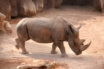 Rhino in bioparc, Valencia, Spain