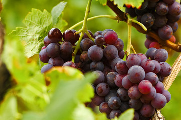 Blaue Weintrauben, Weinlese, Rotwein
