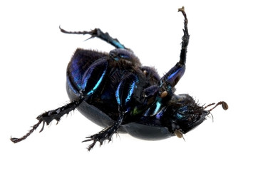 dung beetle