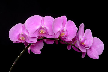 phaleanopsis orchid