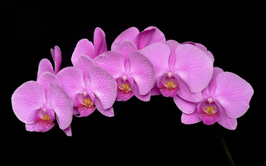 Naklejka na ściany i meble phaleanopsis pink orchid
