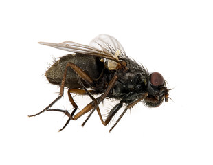 fly isolated