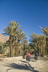 A group Cyclists in the desertic Draa Valley, Morocco