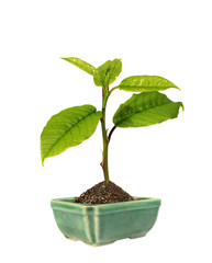 green sprout in the ceramic flower pot . (isolated)