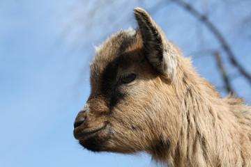 Fototapeta premium Zicklein