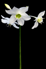 tige de lys sur fond noir © Unclesam