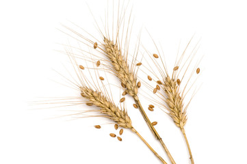 Obraz premium Three wheat spikes with seeds