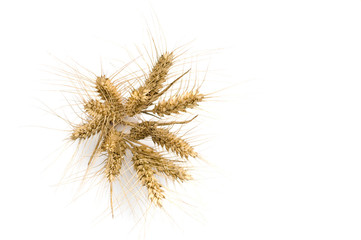 Bunch of wheat spikes overhead view