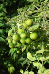 green tomatoes growing on the vine