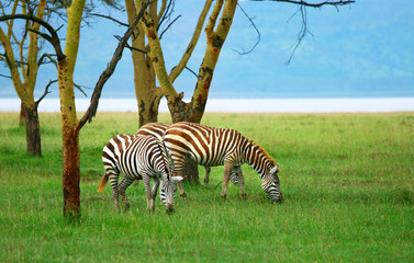 Wild zebras