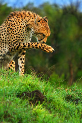 Wild african cheetah