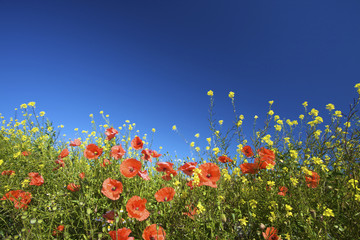 a field of red poppies in bright sunlight in summer - 15344311