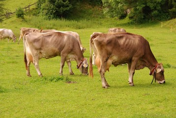 Two brown swiss cows